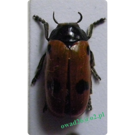 Clytra quadripunctata (Linnaeus, 1758) Moszenica czterokropkowa